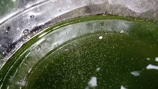 DAPHNIA MOINA CULTURE IN A SMALL BUCKET [upl. by Everrs59]