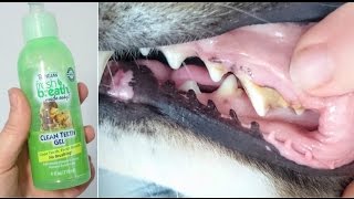 Tropiclean Fresh Breath Dog Teeth Cleaning Gel Review [upl. by Yawnoc]