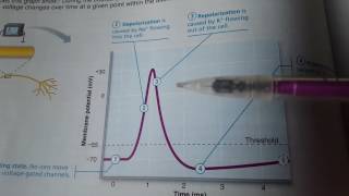 Depolarization and Repolarization [upl. by Ahsinra]