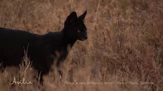 Manja the Melanistic Serval  Namiri Plains Asilia Africa [upl. by Liddle]