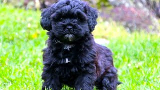 Shih Poo  The Ultimate Owners Guide [upl. by Ramey]