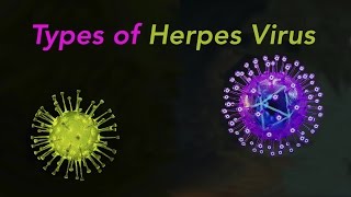 Types of Herpes [upl. by Notlek363]