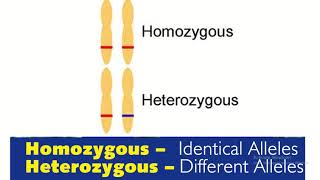 Homozygous vs heterozygous in genetics [upl. by Ennirac]