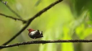 ClubWinged Manakin Dance [upl. by Delgado]