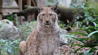 Lynx VS Bobcat  FAQ Friday [upl. by Hanimay]