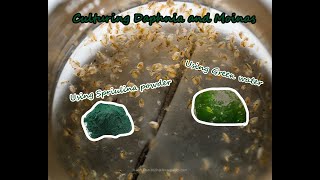 How To Culture Daphnia and Moinas using Green Water Spirulina powder [upl. by Nnairac116]