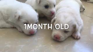 Japanese spitz puppies First month of life♥️🐶 [upl. by Chaudoin]