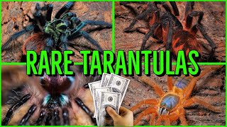 Top 10 RARE amp EXPENSIVE Tarantulas [upl. by Onafets431]