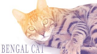 Ideal Companion Bengal  Cat Breeding Videos [upl. by Atenik]