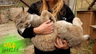 Canadian Lynx [upl. by Trebliw]