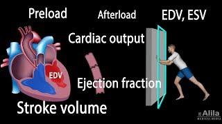 Cardiac Output Stroke volume EDV ESV Ejection Fraction [upl. by Lleda]