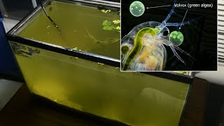 Raising Daphnia for the Freshwater Aquarium [upl. by Giliana770]