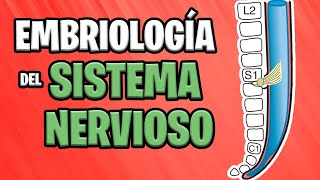 ✅ EMBRIOLOGÍA del SISTEMA NERVIOSO CENTRAL Parte 2° 🧠💥 [upl. by Feodor177]