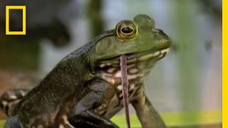 Bullfrogs Eat Everything  National Geographic [upl. by Ymmot24]