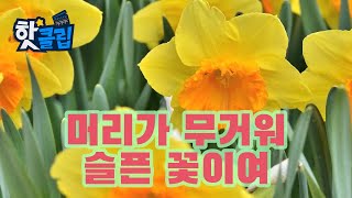 꽃을 보호하는 수선화 줄기 핫클립  YTN 사이언스 [upl. by Yuma]