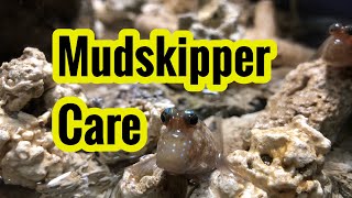 Caring For Mudskipper And Puffer Brackish Tank [upl. by Nahpos782]