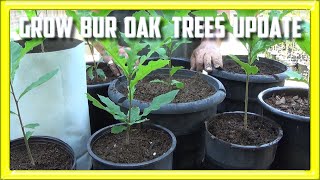 Grow Bur Oak From Seed Update [upl. by Eanad]