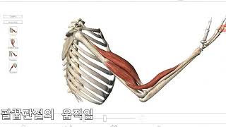 32 3D해부학 어플 척추 뼈 핵심정리 11분 요약  기능해부학 및 촉진기법 힐링무브 essential anatomy [upl. by Nilrev]