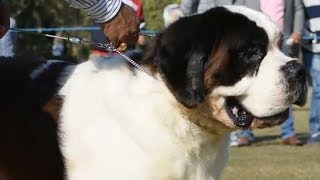 Saint Bernard Dog Show at New Delhi India [upl. by Sert82]