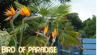 How to Propagate Bird of Paradise Plants  How to get Bird of Paradise Plants to Flower [upl. by Connelley]