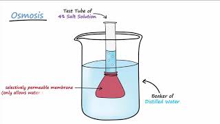 Diffusion amp Osmosis [upl. by Alexandro]