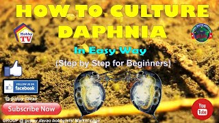 HOW TO CULTURE DAPHNIA In Easy Way [upl. by Ahsiram732]