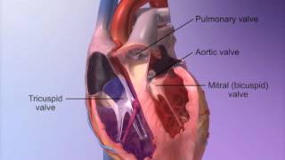 The Heart Valves with Heart amp Circulatory Premium 2 [upl. by Ettelocin838]