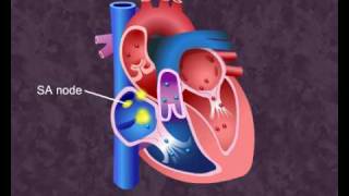 How your heart works  Cardiac Cycle [upl. by Nrek]