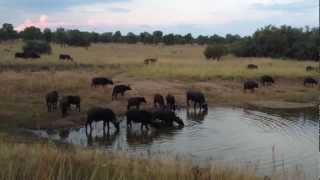 Massive Croc VS 1Ton Buffalo  EPIC FOOTAGE [upl. by Adnical]