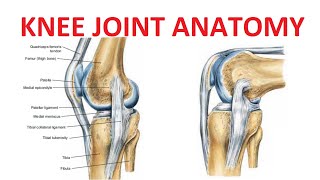 Knee Joint Anatomy [upl. by Hofstetter]