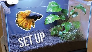 How I Set Up a Planted Betta Tank Detailed Version [upl. by Alinoel353]