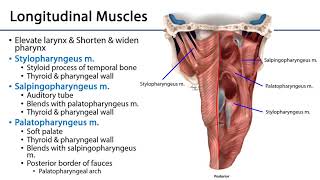 Larynx Pharynx and CST LO 3  Pharyngeal Muscles [upl. by Lipson]