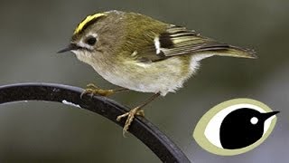 BTO Bird ID  Goldcrest amp Firecrest [upl. by Virgina]