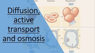 Diffusion active transport and osmosis [upl. by Collier719]