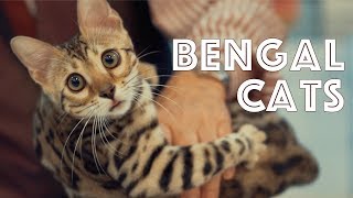 Bengal Cats at a TICA Cat Show [upl. by Andrei254]