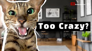 I Raised My Bengal Cat In A Tiny Apartment  Do I Recommend It [upl. by Ecirtnahc]