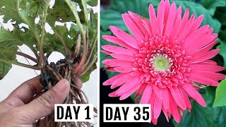 Simplest Way to GrowPropagate Gerbera from Cuttings [upl. by Goer]