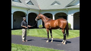 MyRacehorse quotBreeding Shedquot [upl. by Oderf]