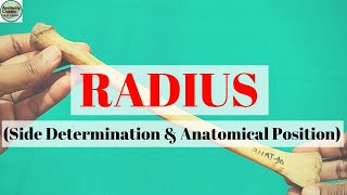 RADIUS I Side Determination I Anatomical Position [upl. by Ardnal]