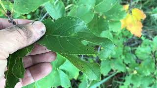 Chokecherry [upl. by Lagas]