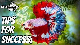 Top 10 Tips To Make Your Betta Fish Happy [upl. by Philbin]