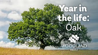 A year in the life of an oak tree  Woodland Trust [upl. by Dimitry403]