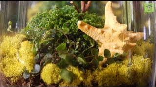 How to Make Your First Terrarium The Basics [upl. by Stanzel178]