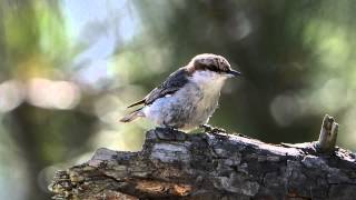 Brown headed Nuthatch [upl. by Shannon743]