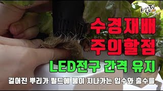 수경재배기 식물LED등 사용방법 주의사항 [upl. by Lanny]